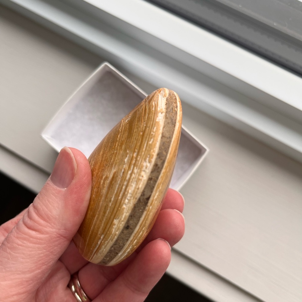 Fossilized Seashell or clam shell type - for the nature collector - Picture 3 of 6